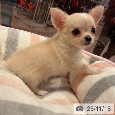 愛知県のチワワ(ロング) (ペットプラス 上飯田店/2025年9月16日生まれ/女の子/クリームホワイト)の子犬の4枚目の画像