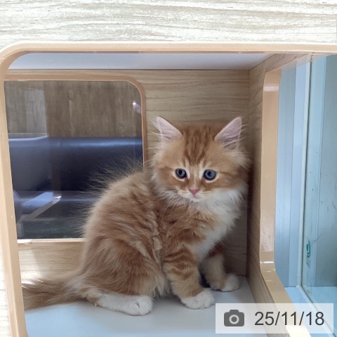 サイベリアンの写真