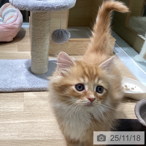 サイベリアンの写真