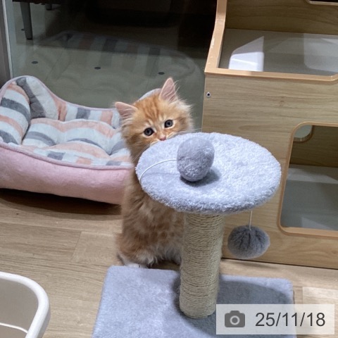 サイベリアンの写真