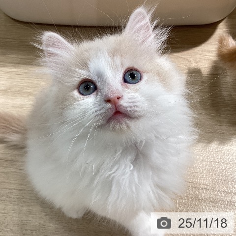 サイベリアンの写真