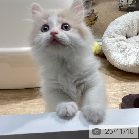 サイベリアンの写真