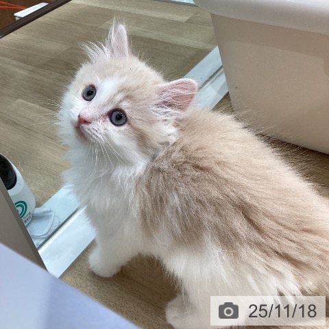 サイベリアンの写真