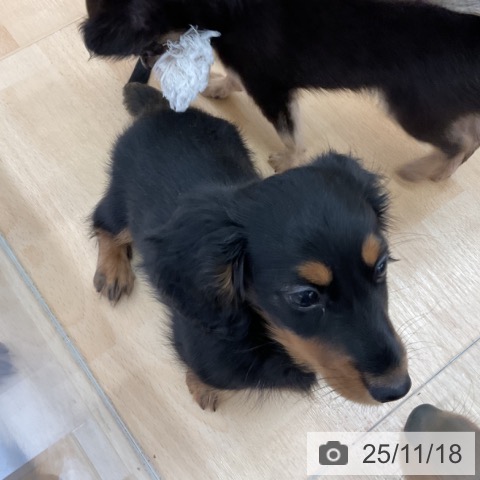 ミニチュア・ダックスフンドの写真