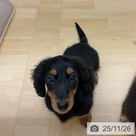 三重県のミニチュアダックスフンド(ロング) (ペットプラス 津南店/2025年9月16日生まれ/男の子/ブラックタン)の子犬の3枚目の画像