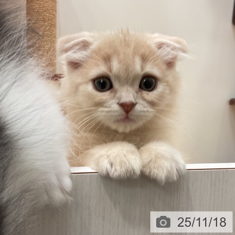 スコティッシュフォールドの写真