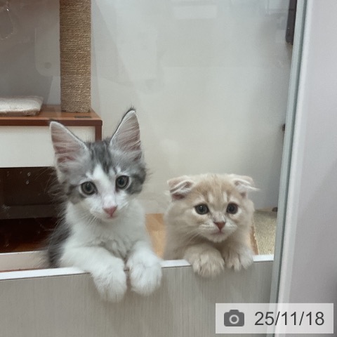 スコティッシュフォールドの写真