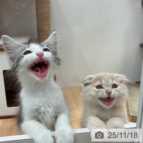 スコティッシュフォールドの写真