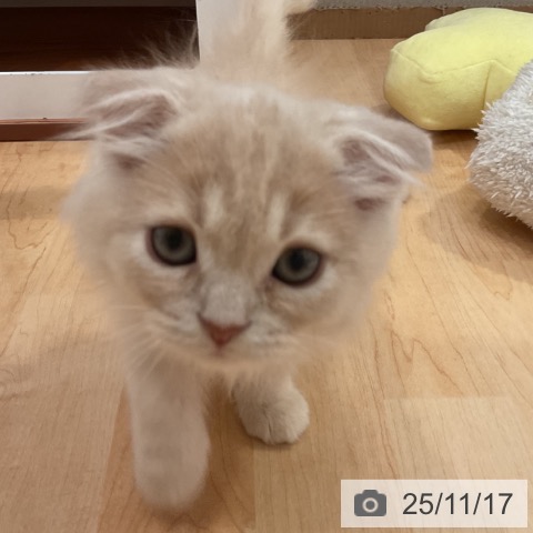 スコティッシュフォールドの写真