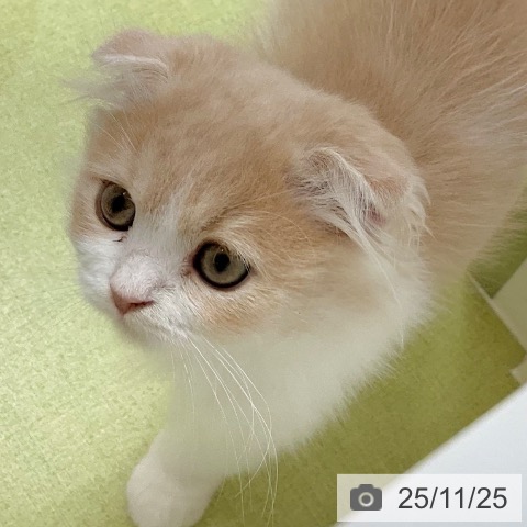 福井県のスコティッシュフォールド (ペットプラス 福井店/2025年9月9日生まれ/女の子/クリームタビーホワイト)の子猫の4枚目の画像