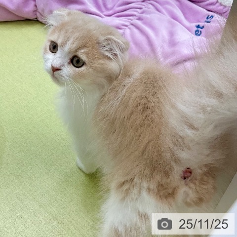 福井県のスコティッシュフォールド (ペットプラス 福井店/2025年9月9日生まれ/女の子/クリームタビーホワイト)の子猫の3枚目の画像