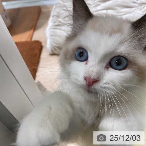 三重県のラグドール (ペットプラス 鈴鹿店/2025年9月14日生まれ/女の子/シールポイントバイカラー)の子猫の4枚目の画像