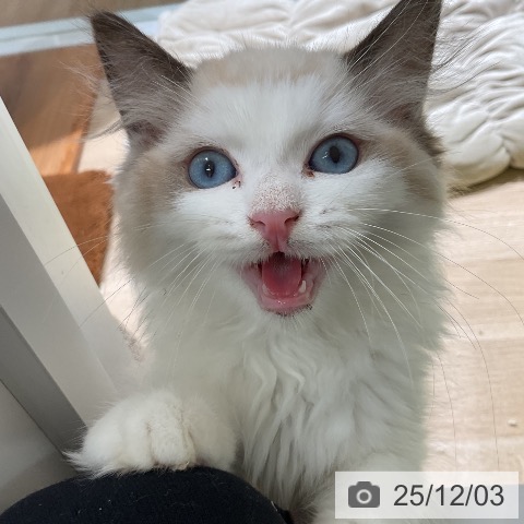 三重県のラグドール (ペットプラス 鈴鹿店/2025年9月14日生まれ/女の子/シールポイントバイカラー)の子猫の3枚目の画像