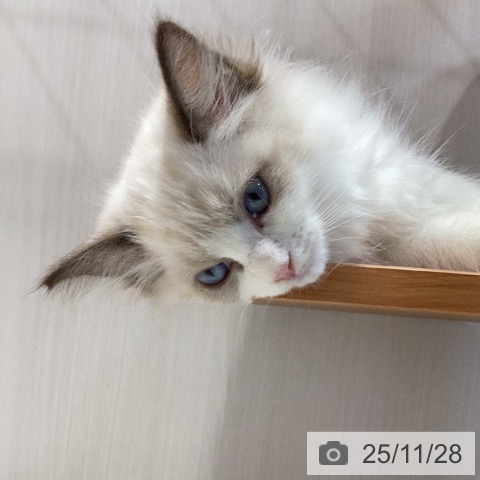 岐阜県のラグドール (ペットプラス 各務原店/2025年9月14日生まれ/女の子/シールポイントバイカラー)の子猫の4枚目の画像