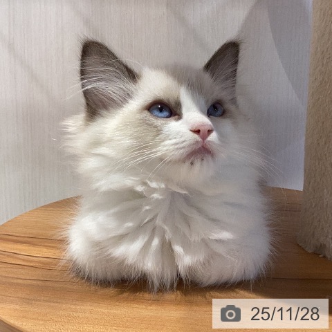 岐阜県のラグドール (ペットプラス 各務原店/2025年9月14日生まれ/女の子/シールポイントバイカラー)の子猫の3枚目の画像