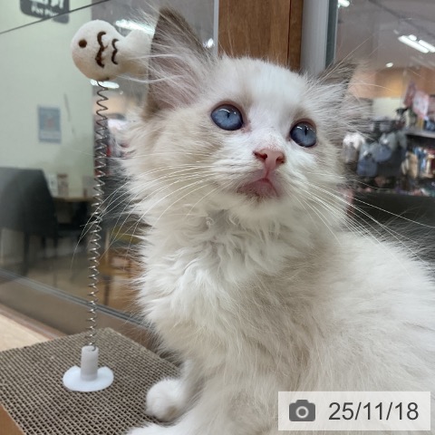 ラグドールの写真