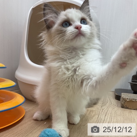 愛知県のラグドール (ペットプラス 岡崎店/2025年9月14日生まれ/女の子/シールポイントバイカラー)の子猫の3枚目の画像