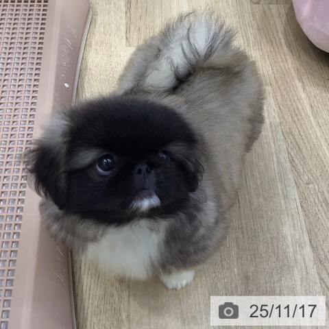 ペキニーズの写真