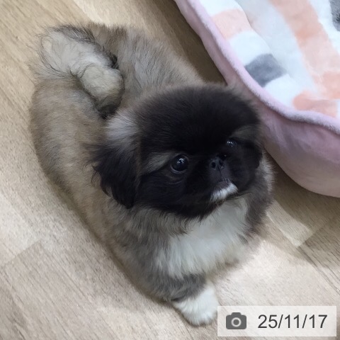 ペキニーズの写真