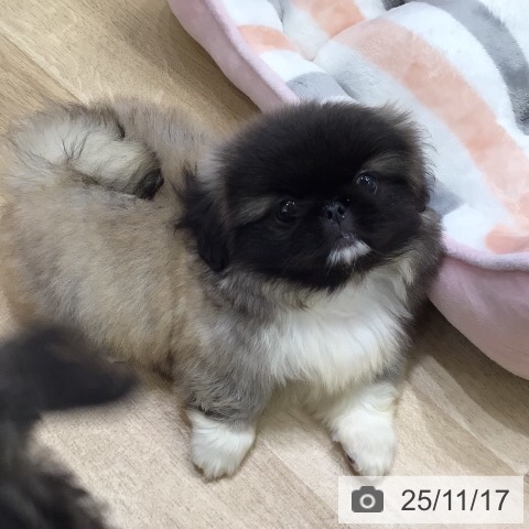 ペキニーズの写真