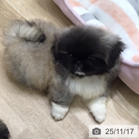 ペキニーズの写真