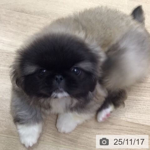 ペキニーズの写真