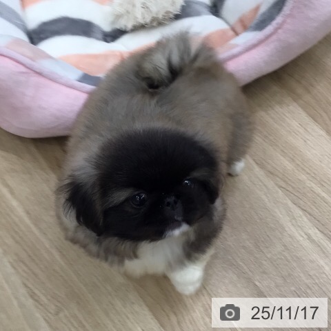 ペキニーズの写真