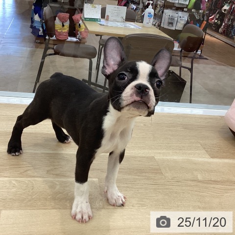 ボストン・テリアの写真