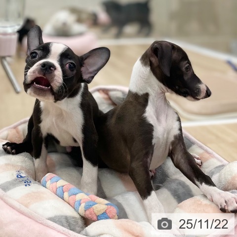 ボストン・テリアの写真