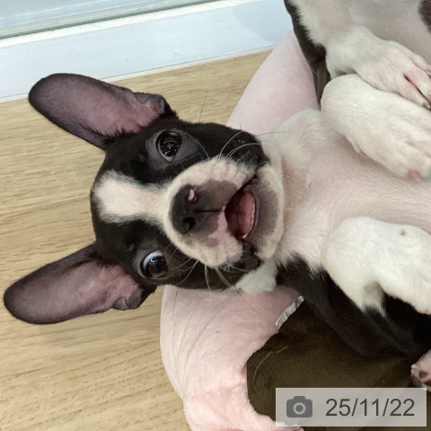 ボストン・テリアの写真