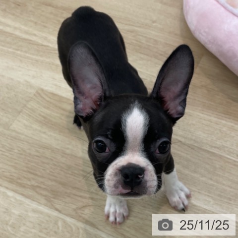 ボストン・テリアの写真