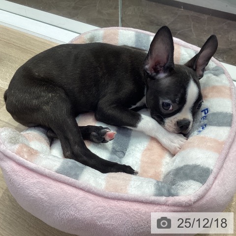 神奈川県のボストンテリア (ペットプラス 座間店/2025年9月16日生まれ/男の子/ボストンカラー)の子犬の4枚目の画像