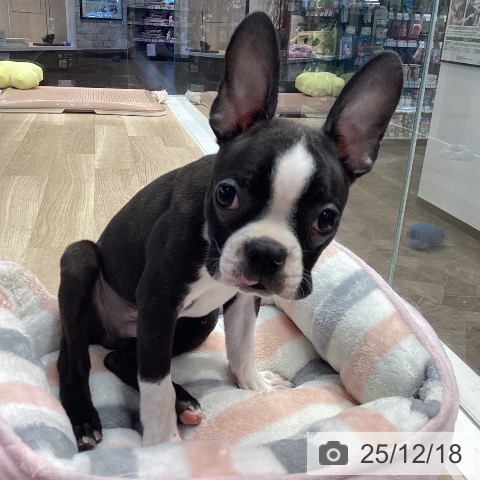 神奈川県のボストンテリア (ペットプラス 座間店/2025年9月16日生まれ/男の子/ボストンカラー)の子犬の3枚目の画像