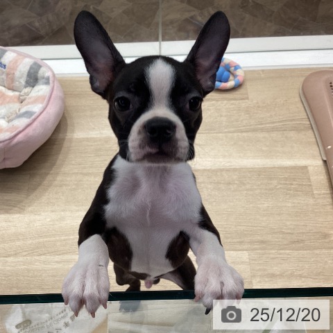 神奈川県のボストンテリア (ペットプラス 座間店/2025年9月16日生まれ/男の子/ボストンカラー)の子犬の3枚目の画像