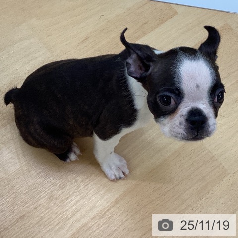 ボストン・テリアの写真