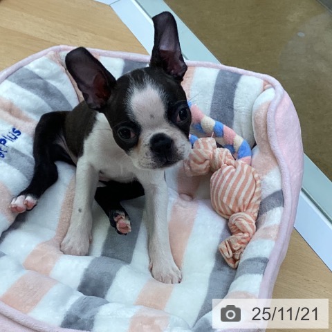 ボストン・テリアの写真