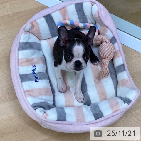 ボストン・テリアの写真