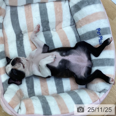 ボストン・テリアの写真