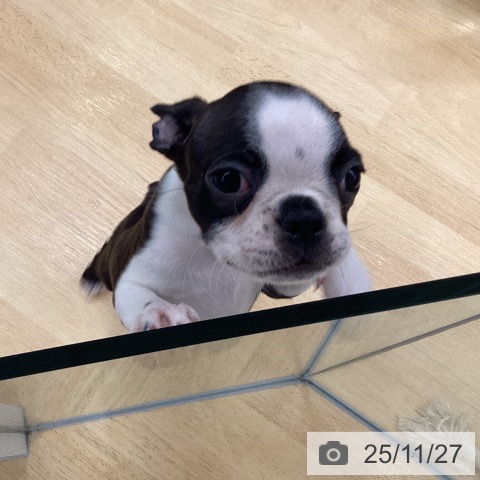 ボストン・テリアの写真