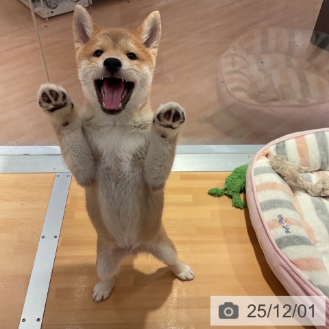 愛知県の柴犬(標準サイズ) (ペットプラス みなと店/2025年9月14日生まれ/男の子/赤)の子犬の4枚目の画像