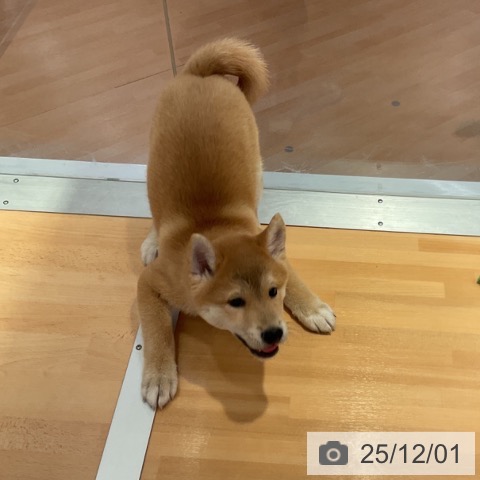 愛知県の柴犬(標準サイズ) (ペットプラス みなと店/2025年9月14日生まれ/男の子/赤)の子犬の3枚目の画像