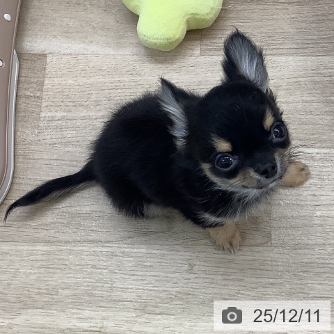 東京都のチワワ(ロング) (ペットプラス 日の出店/2025年9月16日生まれ/男の子/ブラックタンホワイト)の子犬の3枚目の画像