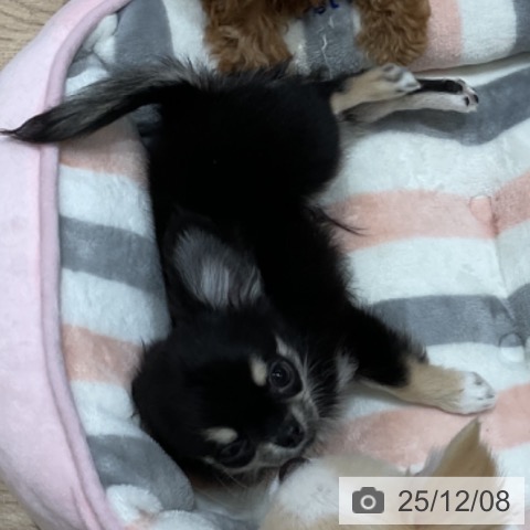 埼玉県のチワワ(ロング) (ペットプラス ららぽーと富士見店/2025年9月16日生まれ/男の子/ブラックタンホワイト)の子犬の3枚目の画像