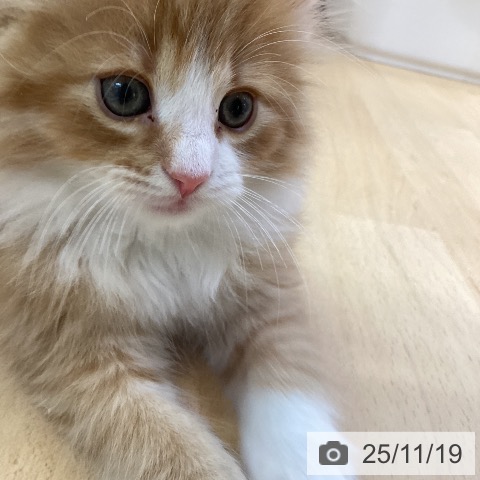 愛知県のノルウェージャンフォレストキャット (ペットプラス mozoワンダーシティ店/2025年9月15日生まれ/男の子/レッドタビーホワイト)の子猫の4枚目の画像