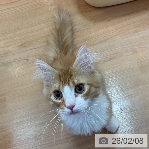 三重県のノルウェージャンフォレストキャット (ペッツワン 桑名店/2025年9月15日生まれ/男の子/レッドタビーホワイト)の子猫の4枚目の画像