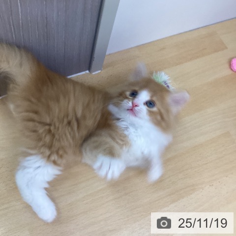 愛知県のノルウェージャンフォレストキャット (ペットプラス mozoワンダーシティ店/2025年9月15日生まれ/男の子/レッドタビーホワイト)の子猫の3枚目の画像