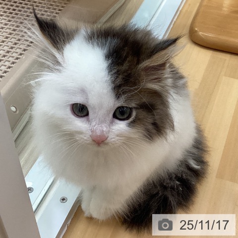 ノルウェージャンフォレストキャットの写真