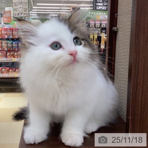 ノルウェージャンフォレストキャットの写真