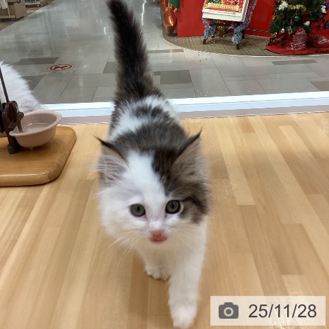 愛知県のノルウェージャンフォレストキャット (ペットプラス 豊田店/2025年9月15日生まれ/女の子/ブラウンタビーホワイト)の子猫の3枚目の画像