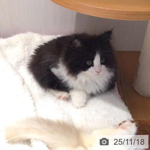 ノルウェージャンフォレストキャットの写真